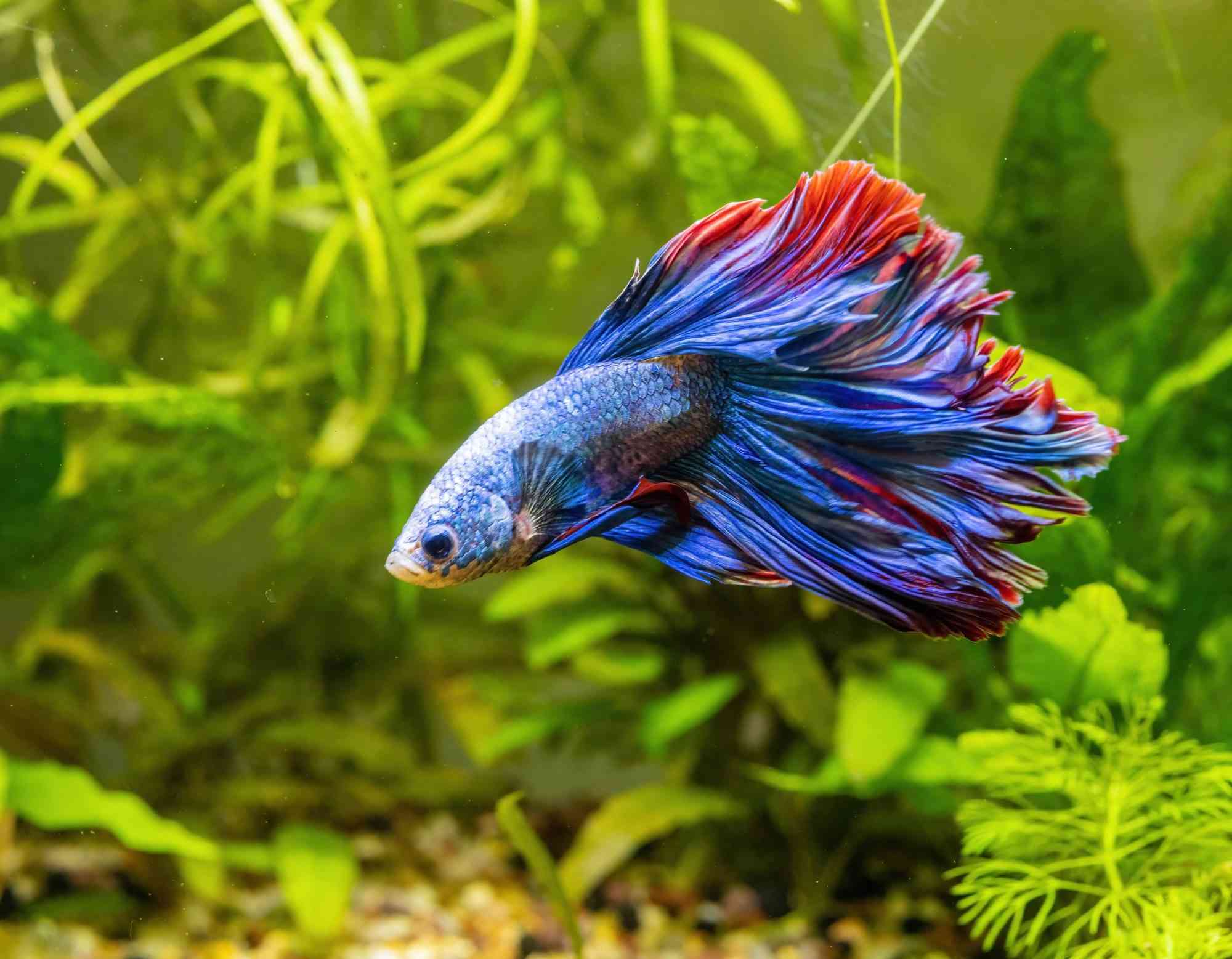 Artificial betta fish best sale