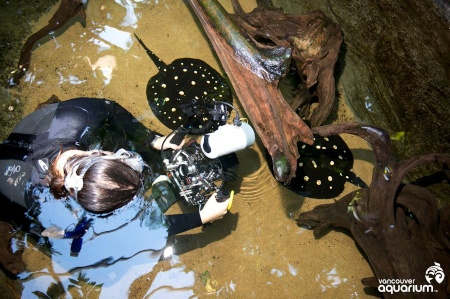 a professional aquarist photographing sting rays