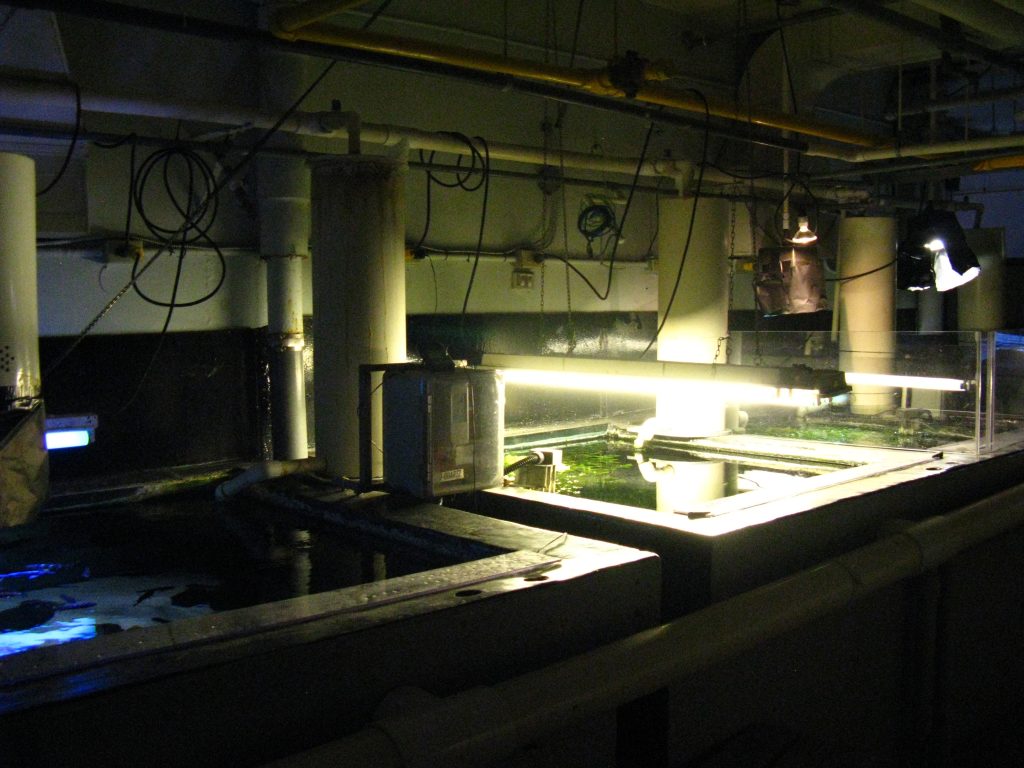 Rift lake cichlid system at the Vancouver Aquarium from the aquarists' view with Malawi cichlids.