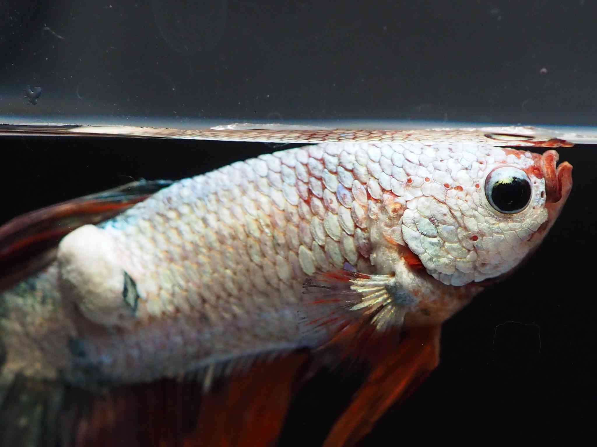 White Bumps and Patches on Bettas: What Are They and How to Treat ...