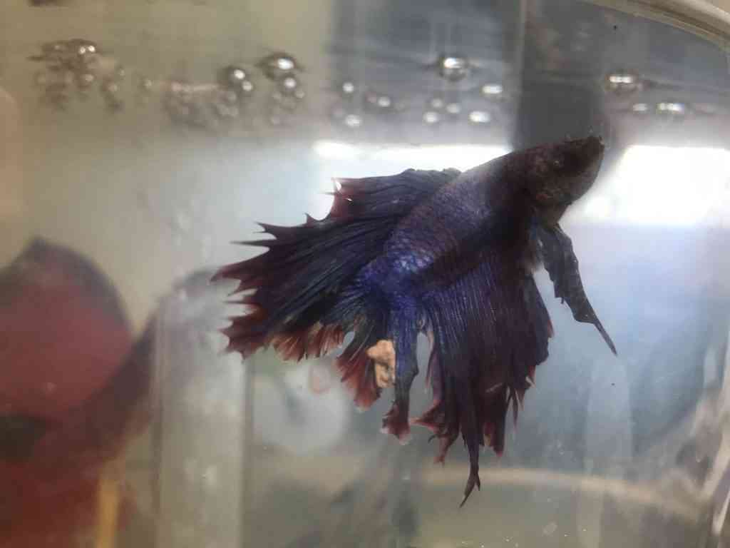 betta fish tumor white bump growth treatment