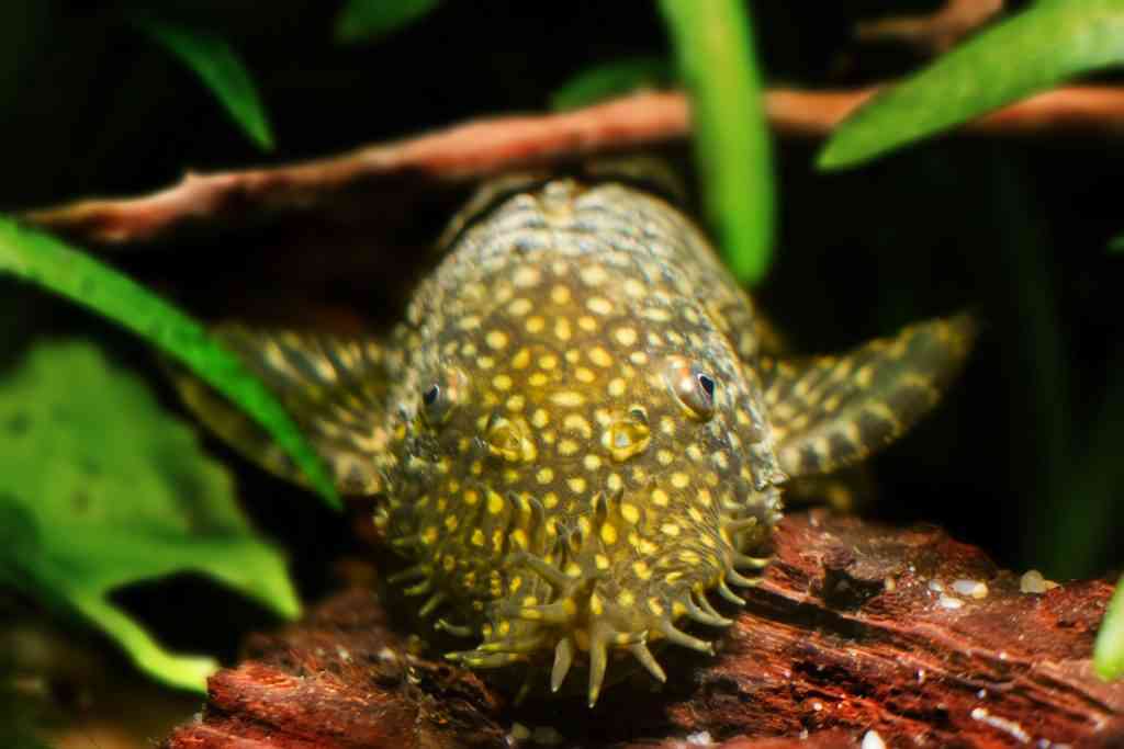 ancistrus bristle nose catfish bristlenose best starter fish easy fish