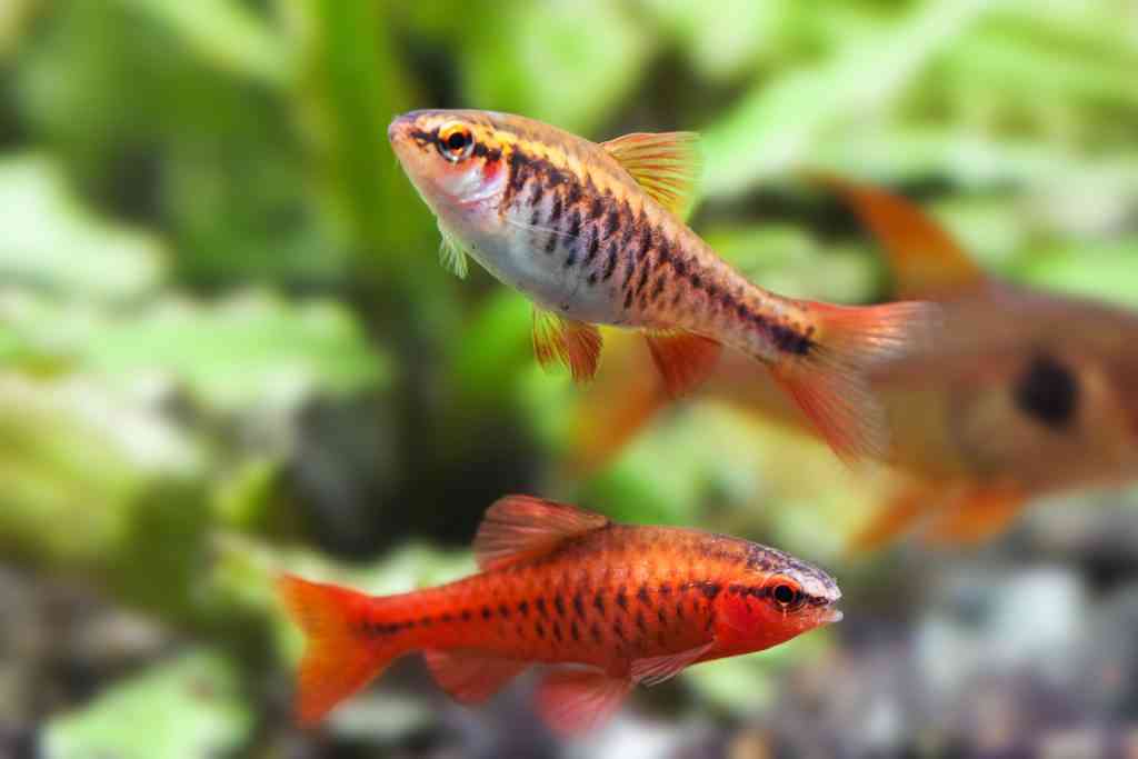 cherry barb puntius titteya good starter fish fish-in cycle aquarium