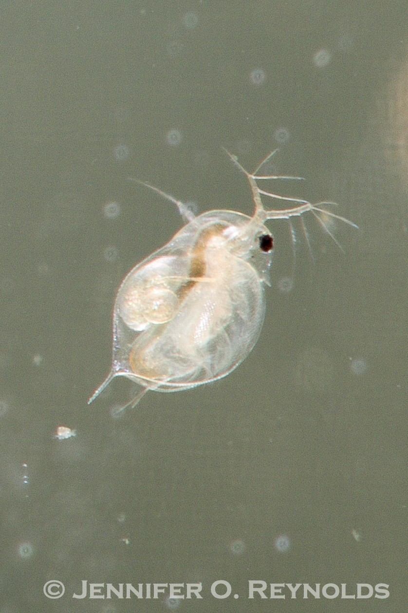 A closeup image of a Daphnia magna water flea with its large antennae extended.