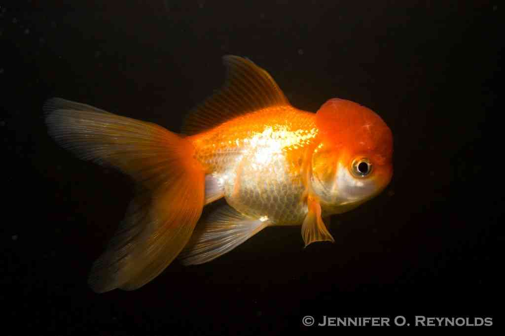 fancy goldfish carassius auratus oranda wen food feeding how much to feed jennifer or reynolds