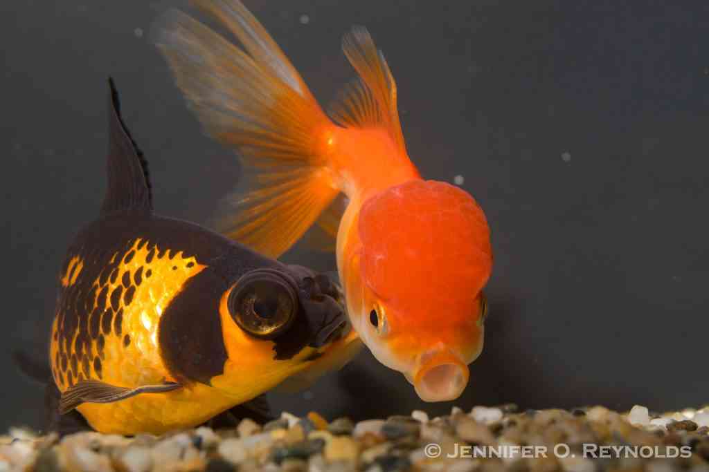 goldfish carassius auratus oranda telescope butterfly hungry food feeding amount frequency jennifer o reynolds