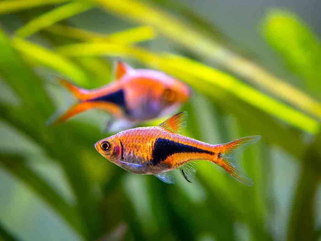 harlequin rasbora cool fish for beginners