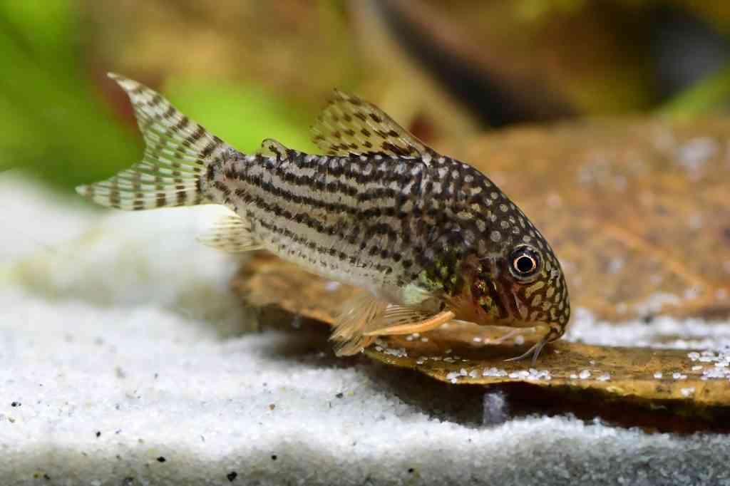 hoplisoma corydoras sterbai beginner catfish