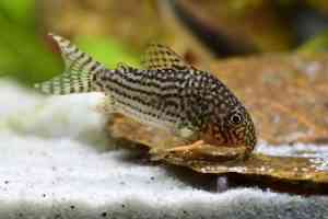 cory cat hoplisoma sterbai cute fish beginner catfish