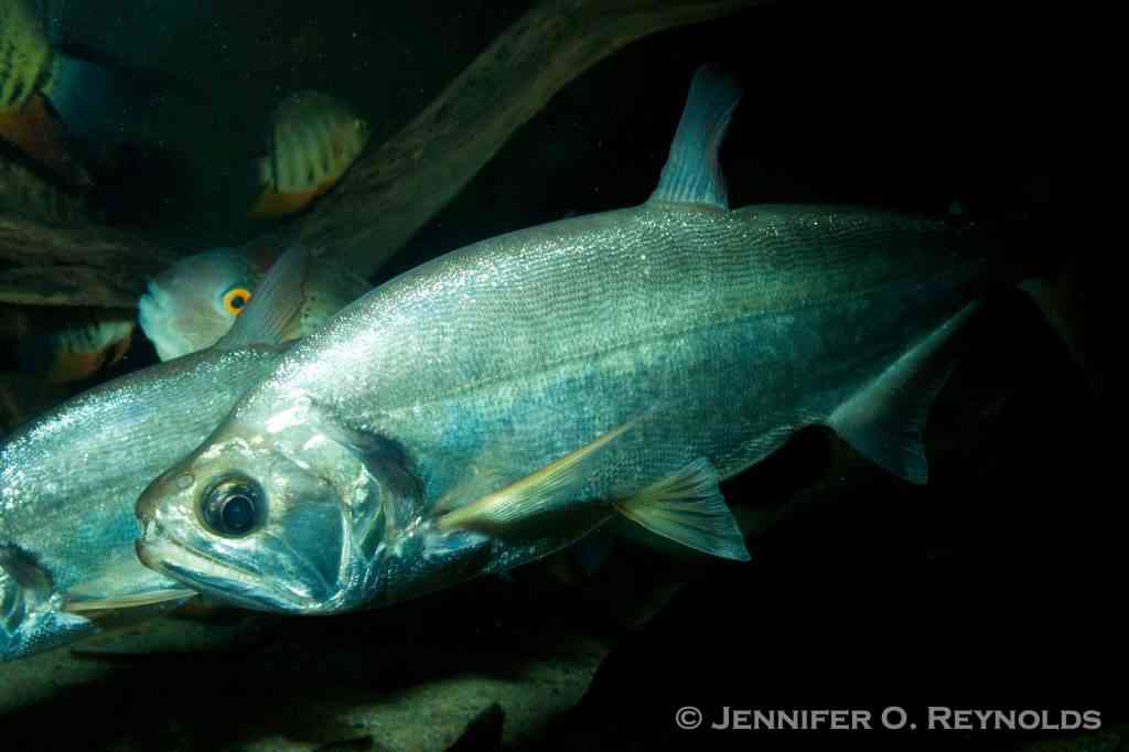 monster fish payara vampire characin hydrolycus scombroides