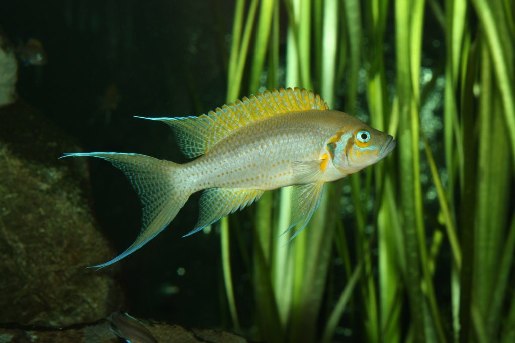 Neolamprologus pulcher on display at the Vancouver Aquarium. Photo: Jennifer O. Reynolds.