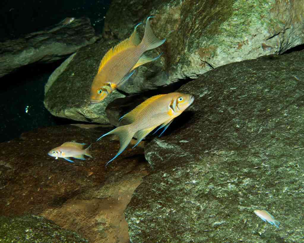 Dominant pair of Neolamprologus pulcher protecting a brood (fry lower right on rock).