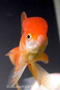 goldfish wen oranda orange color bright food flake pellet