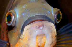 oscar astronotus ocellatus hlle fish hith disease fish hole in the head cichlid help