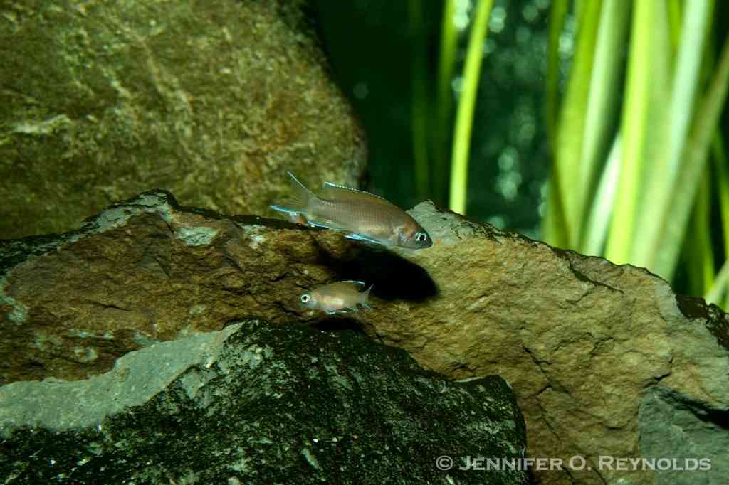 Neolamprologus pulcher on display at the Vancouver Aquarium. Photo: Jennifer O. Reynolds.