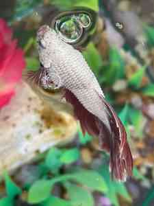 pink betta fish dropsy sick shutterstock