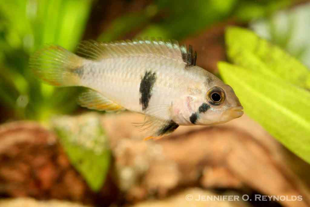 Apistogramma panduro. Photo: Jennifer O. Reynolds.