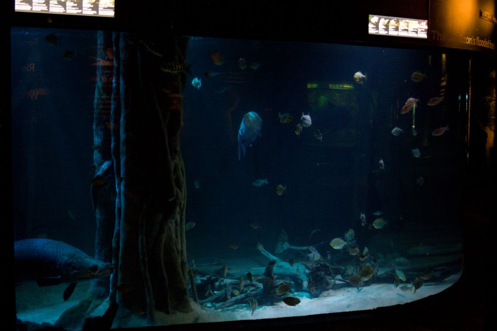 vancouver aquarium giant fishes display