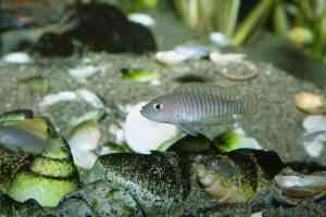 neolamprologus multifasciatus tanganyikan cichlid fish shelldweller cichlid