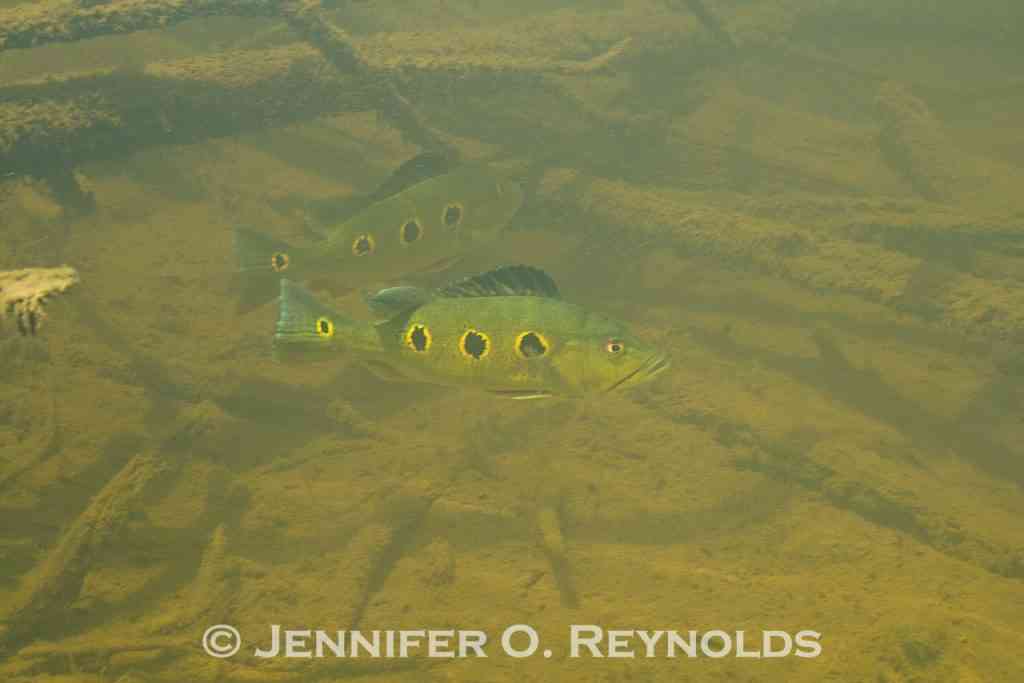 skinny fish worm parasite camallanus capillaria