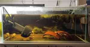 hospital tank betta quarantine sick fish new