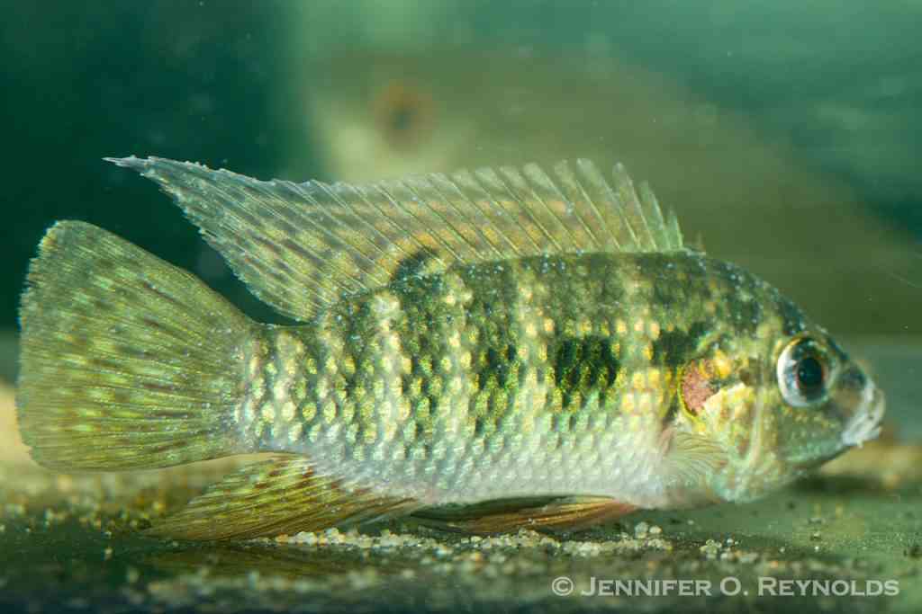 fish white spot ich epistylis treatment