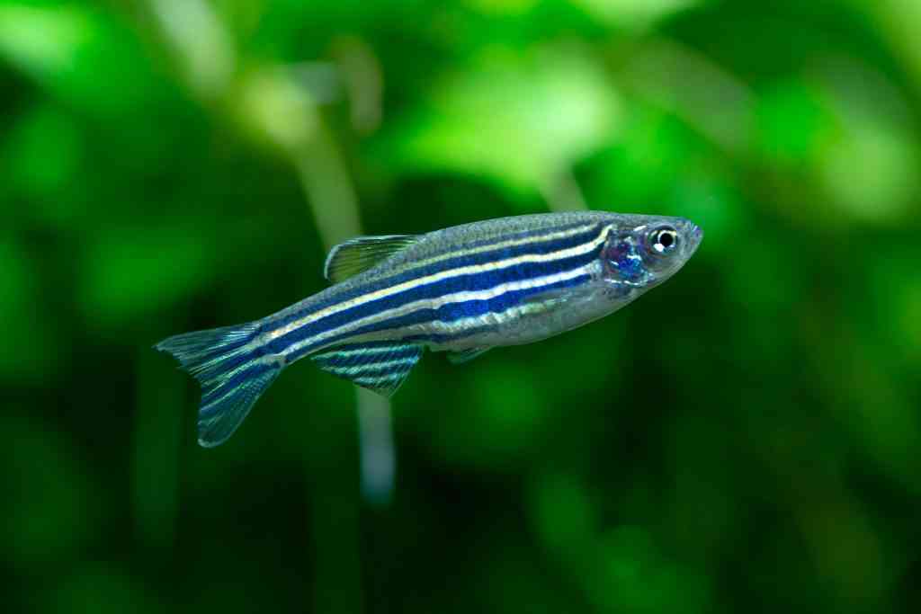 zebrafish zebra danio rerio best starter fish new aquarium