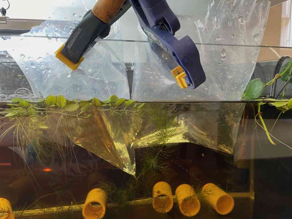 Floating two fish bags in an aquarium to acclimate tropical fish