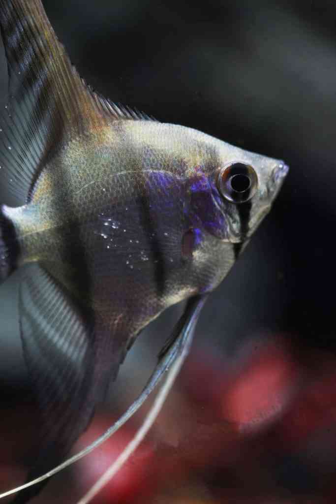 A freshwater angelfish with white spots, often a common sign of a parasite.