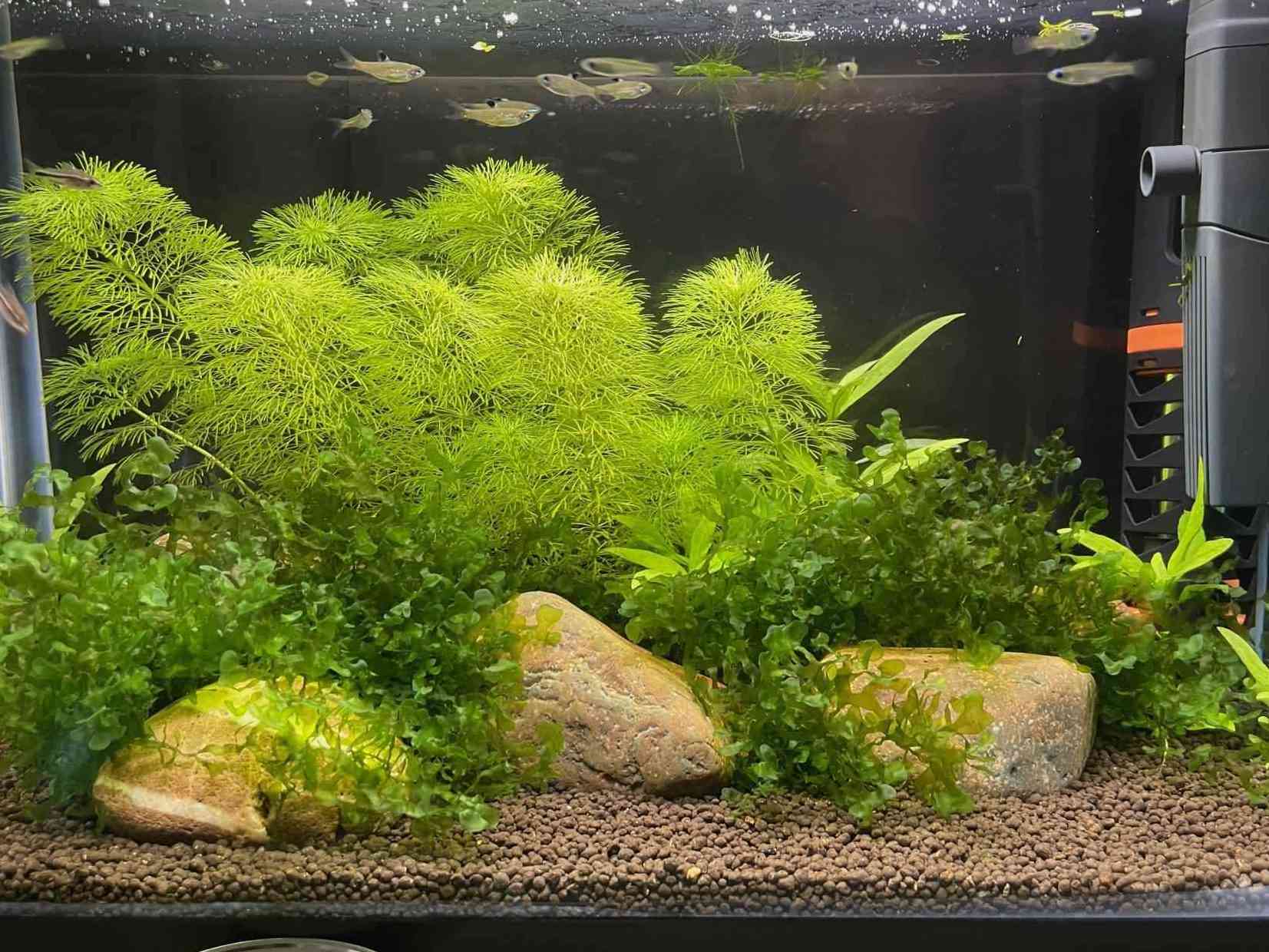 5 gallon tank with live aquatic plants