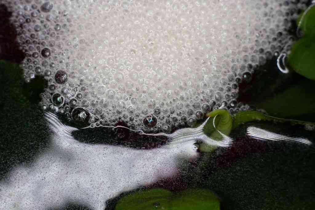 A bubble nest from a Siamese Fighting Fish (Betta) on the Aquarium surface