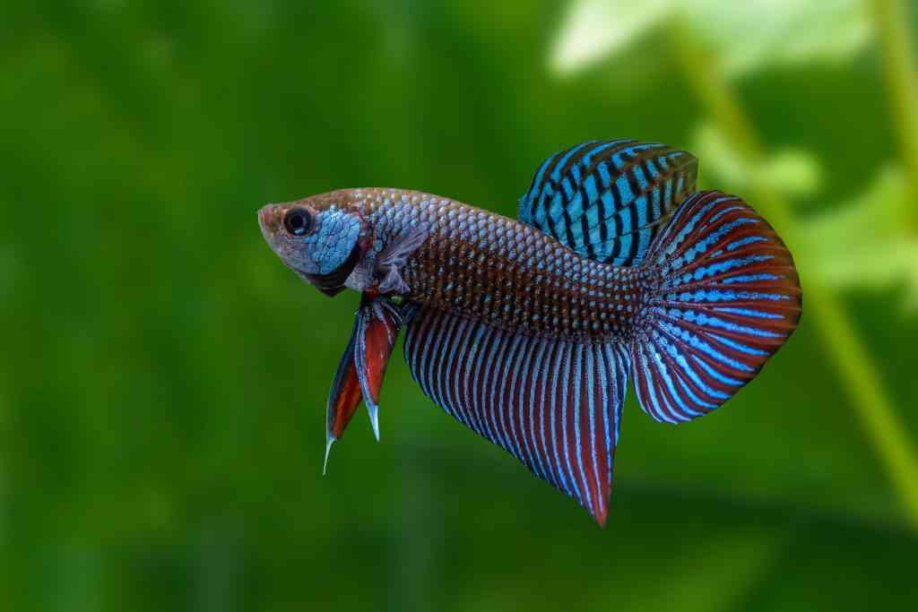 Mahachai betta or Betta mahachaiensis, beautiful Siamese Fighting Fish with green background in Thailand. good wild betta for beginners