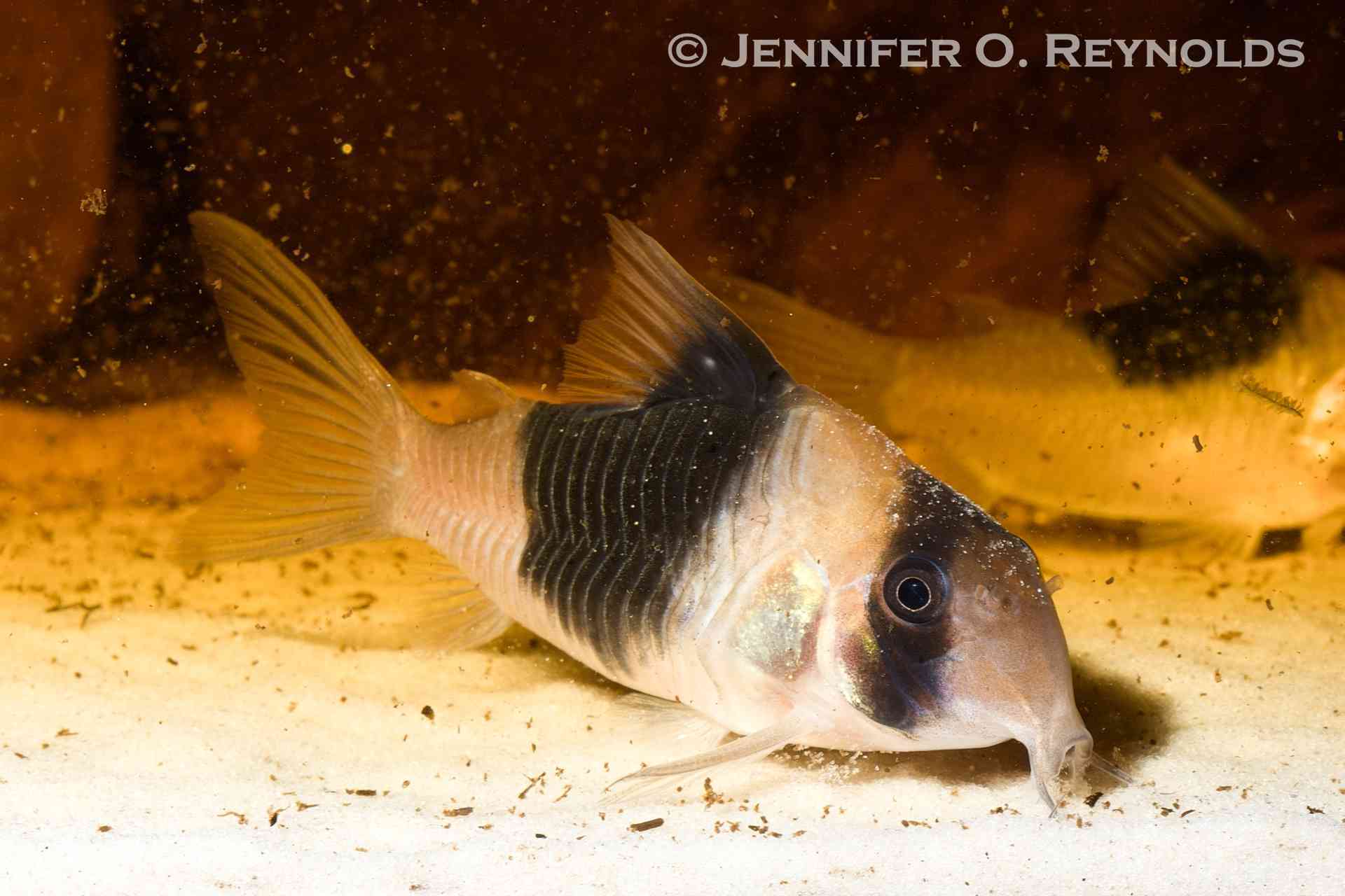 A large hoplisoma formerly corydoras catfish searching for food