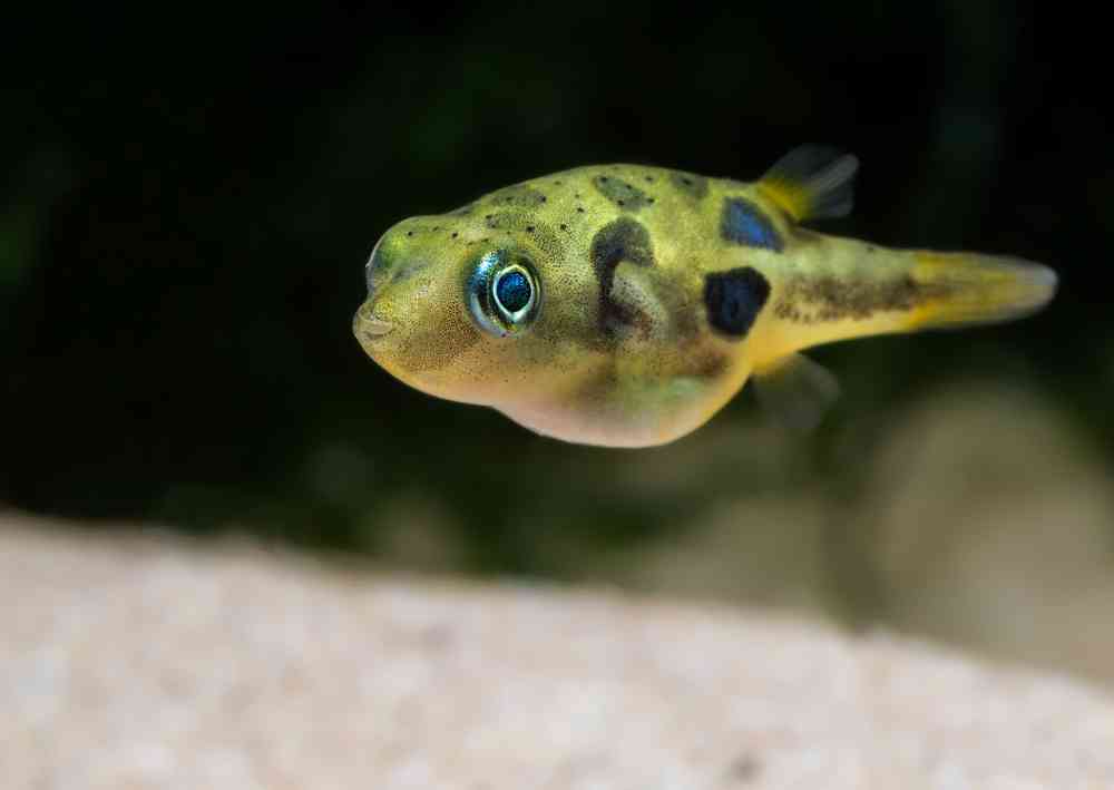 A small yellow and black dwarf pufferfish swims in an aquarium.