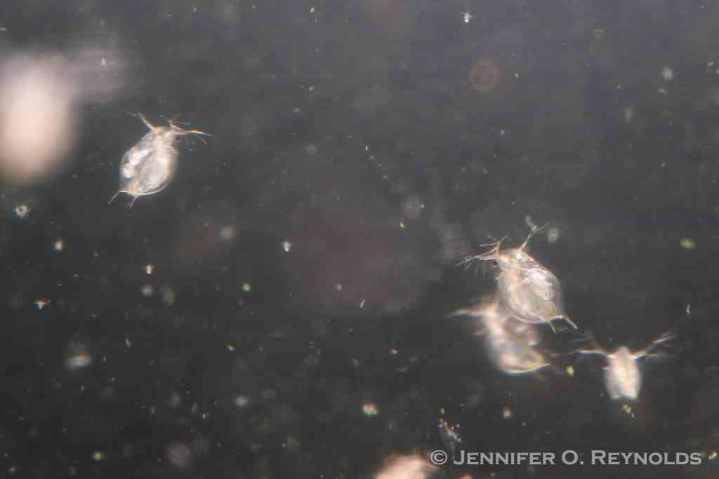 Small daphnia magna or water fleas shown closeup swimming in the water