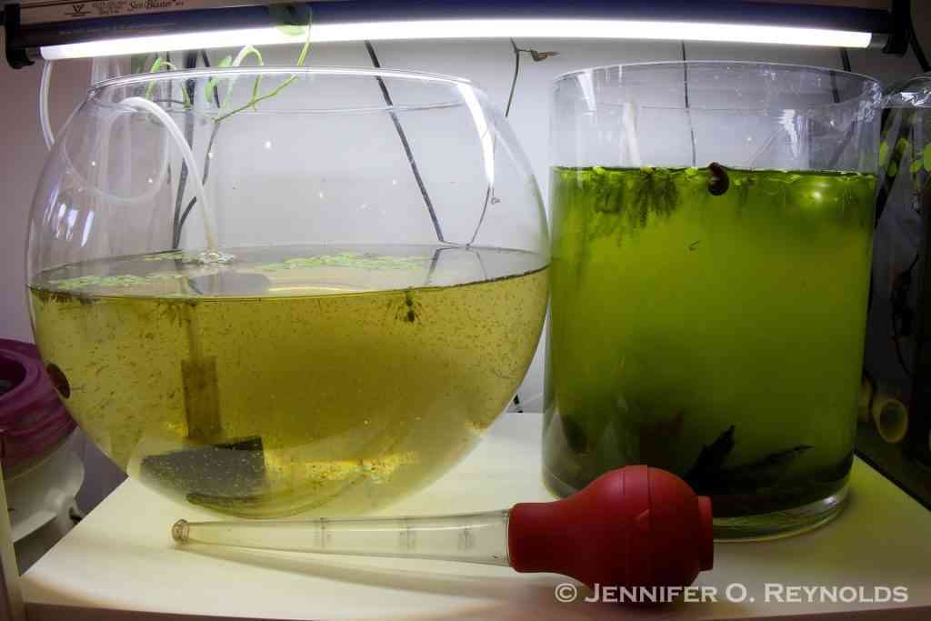 Two glass vessels of daphnia and greenwater cultures are shown for in home live food culture