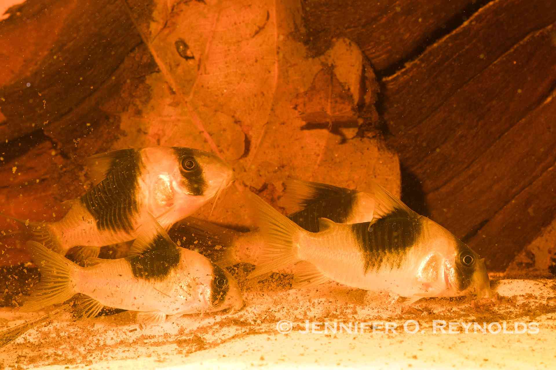 Group of corydoras type catfish snuffling in sand for food Giant panda cory