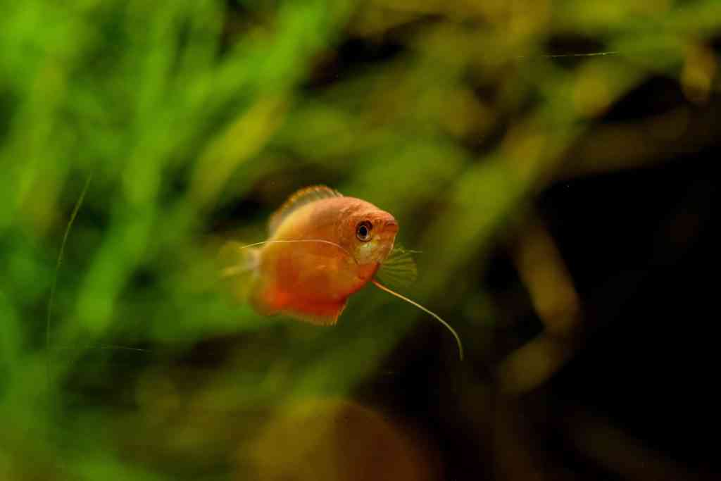 An orange colored honey gourami extends its feelers and can be a good community fish 