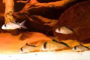 cory catfish group swims in blackwater aquarium