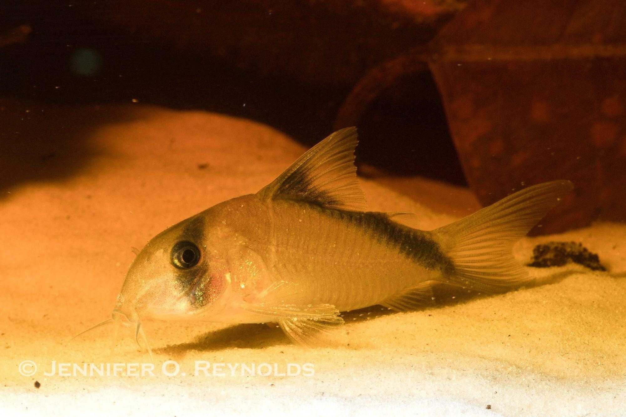 A Hoplisoma davidsandsi formerly corydoras catfish 