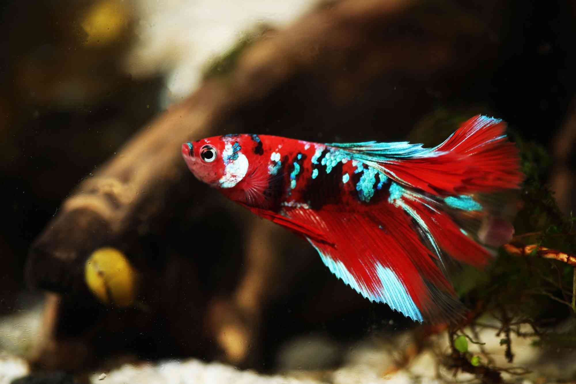 White Bumps and Patches on Bettas: What Are They and How to Treat