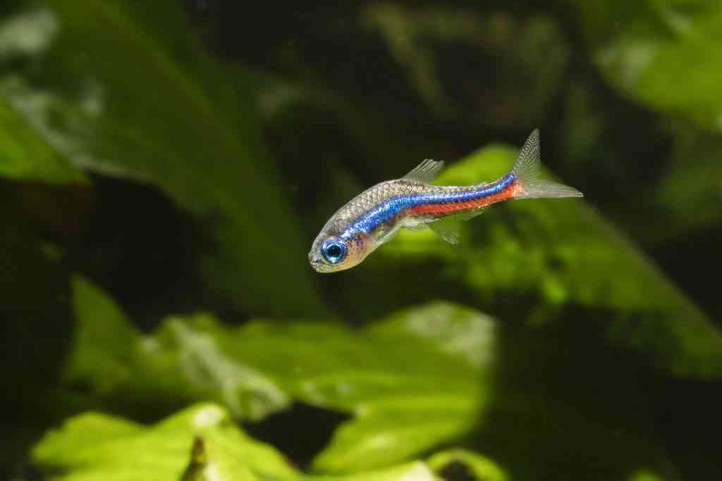 A neon tetra with a distorted bent spine and poor body condition