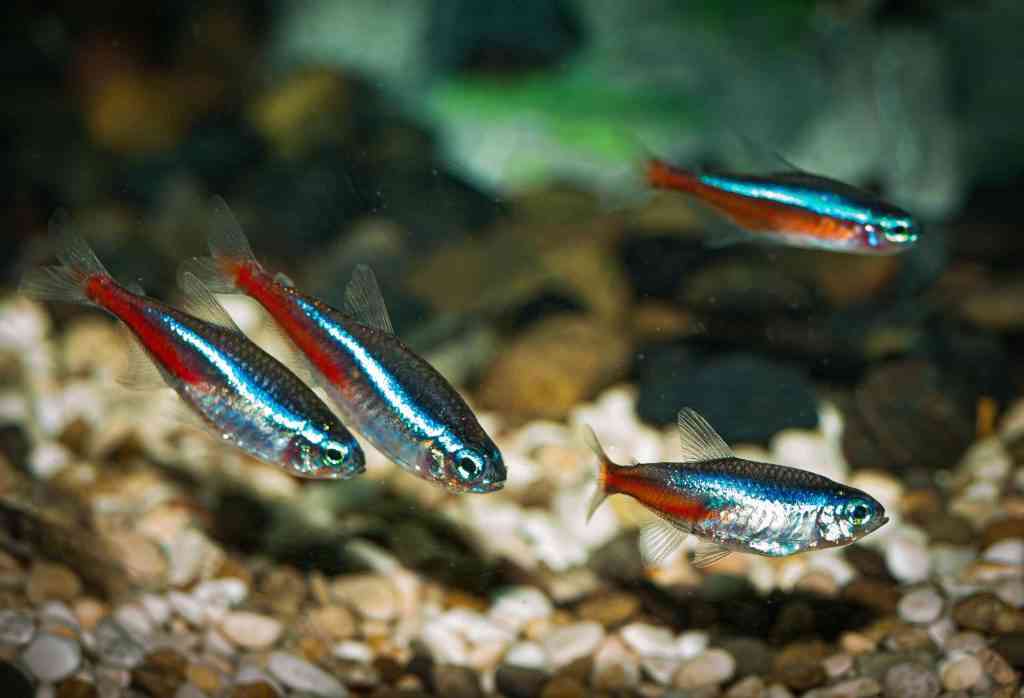 Healthy neon tetras school in an aquarium