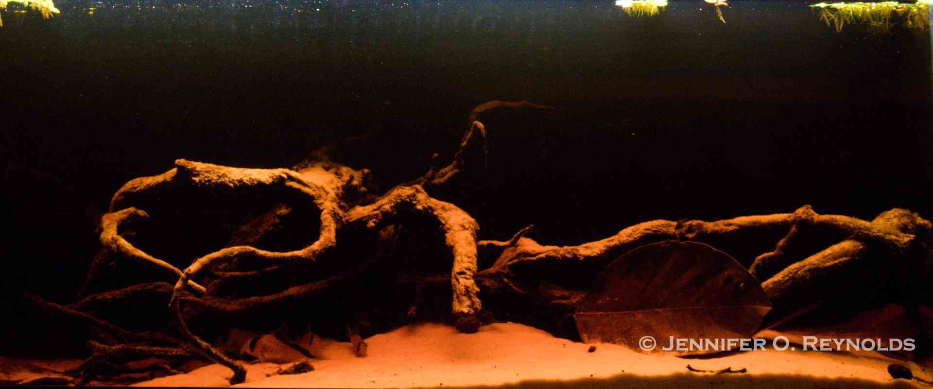 Blackwater aquarium with fine white caribsea sand and spiderwood to mimic roots