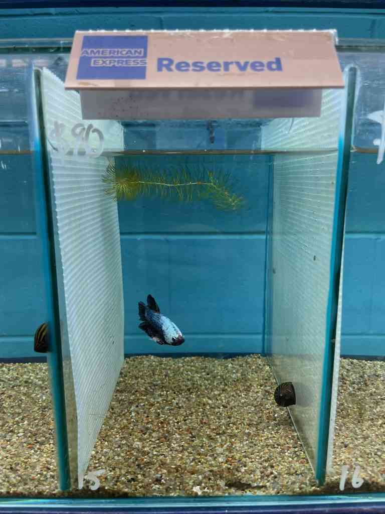 A blue dragonscale Siamese fighting fish is in a small heated aquarium for sale at the local fish store