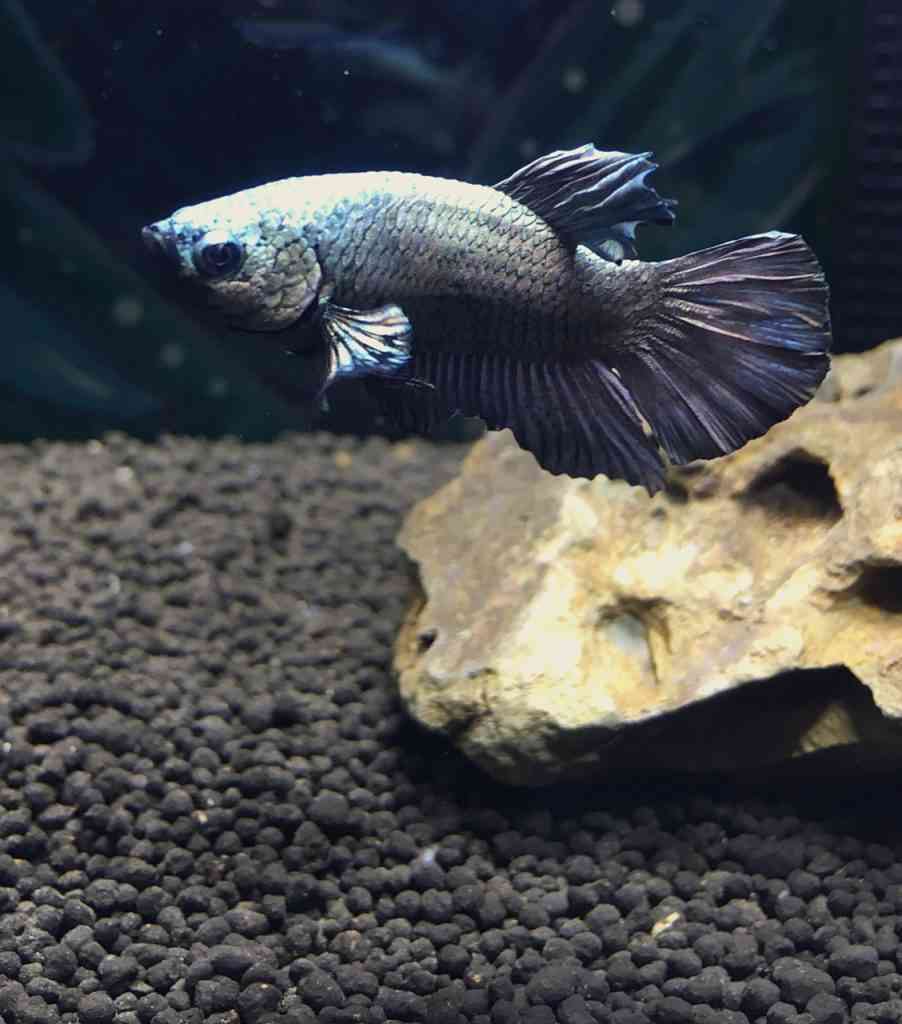 A silver betta swims in an aquarium with black substrate and dragonstone in the background