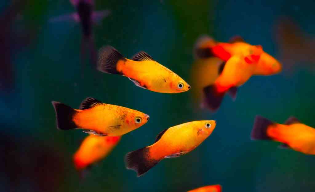 Wagtail platys are shown swimming in a group. These fish breed easily in aquariums.