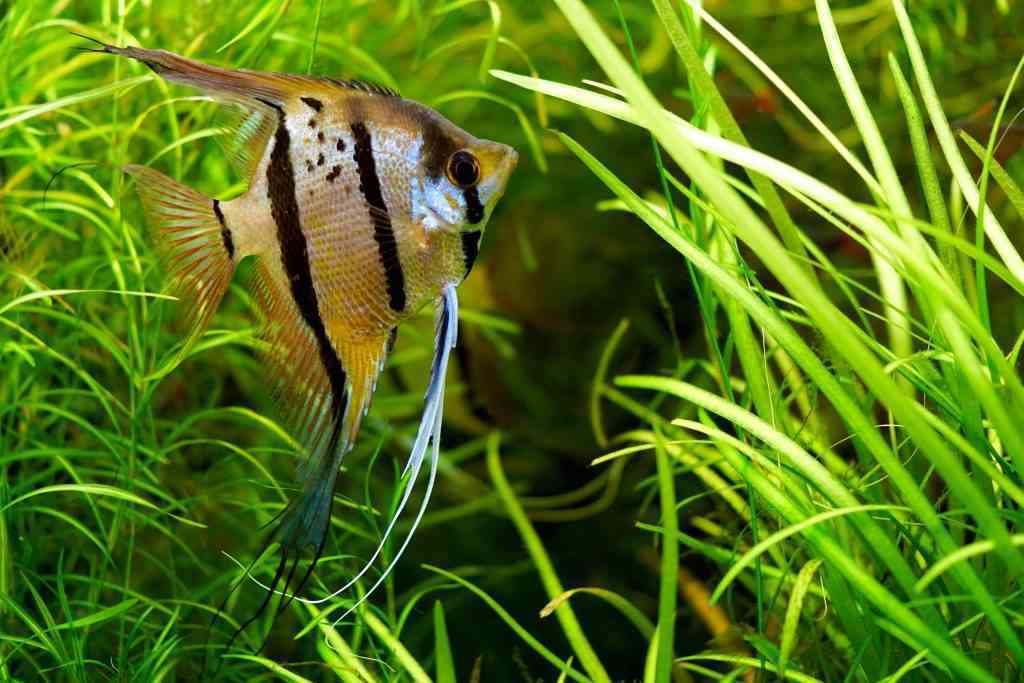 A healthy freshwater angelfish swims in a planted aquarium