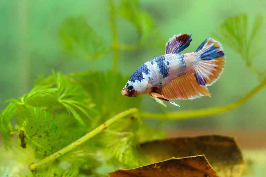 A koi halfmoon plakat siamese fighting fish is a good choice for a first aquarium