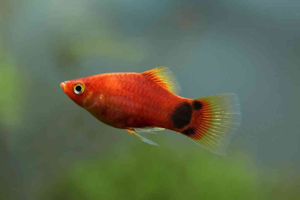 An orange mickeymouse platy swims in an aquarium and is a good choice for beginners.